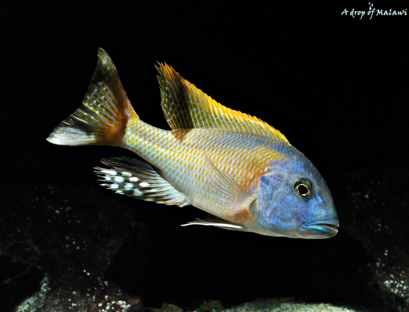 Buccochromis rhoadesii